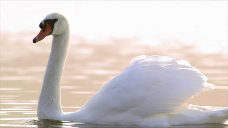 Image from video Tamara Rojo's Swan Lake