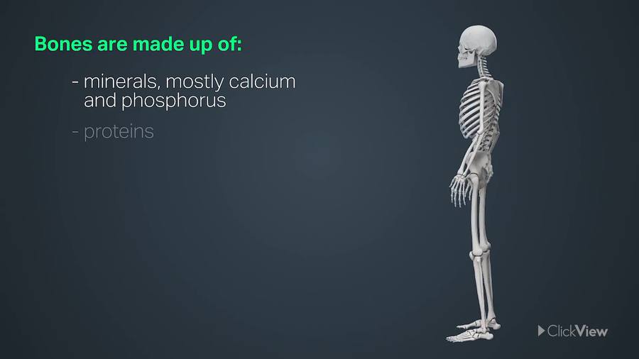 Still image from video series Systems of the Human Body: Skeletal Systems